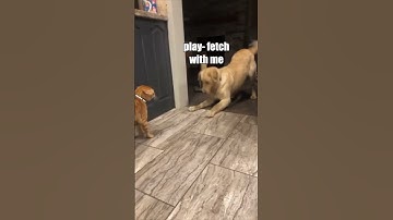 PLAY FETCH