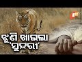 ସାତକୋଶିଆରେ ପୁଣି ବାଘୁଣୀ ‘ସୁନ୍ଦରୀ’ ଆତଙ୍କ Rosalin Rath