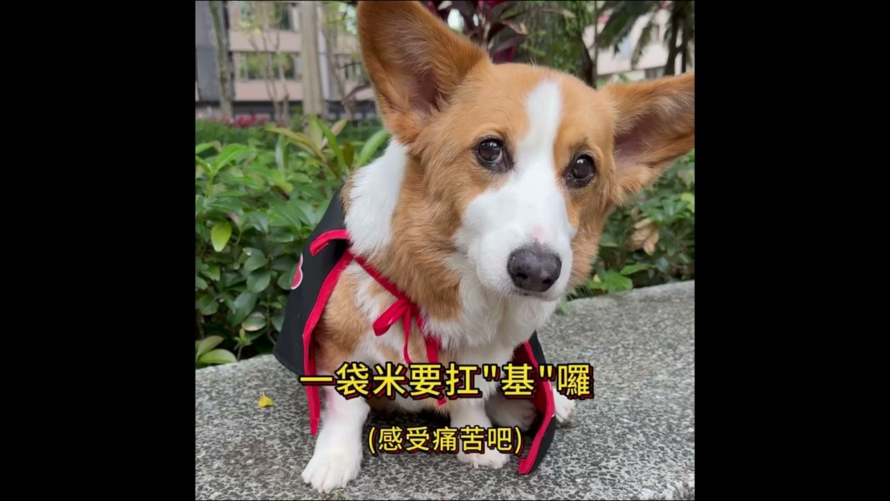 【ShieldMat Pro】 三防滑鼠桌墊｜柯基篇  