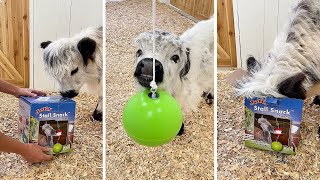 Millie's cute reaction to getting her first toy! by The Husky Fam 94,607 views 8 months ago 1 minute, 1 second