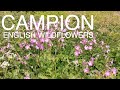 Wild Red, Pink &amp; White Campion Flowering