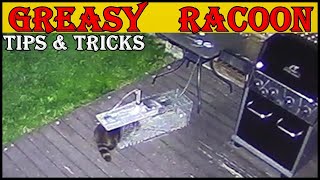 Racoon Trapping - Tips & Tricks