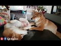 Shiro doin thank to Suki / Shiba Inu