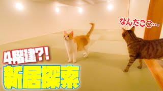 まさかの4階建?!猫たちと行く新居ルームツアー