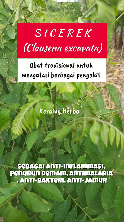 Sicerek, a traditional medicine to treat various diseases... #benefitsofplants