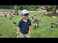 Birds Attack | Avalon Park  | Mill Pond Stony Brook | Kayla&#39;s Castle