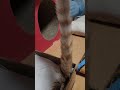 電池が切れた泥のように爆睡しても尻尾がピン猫#shorts