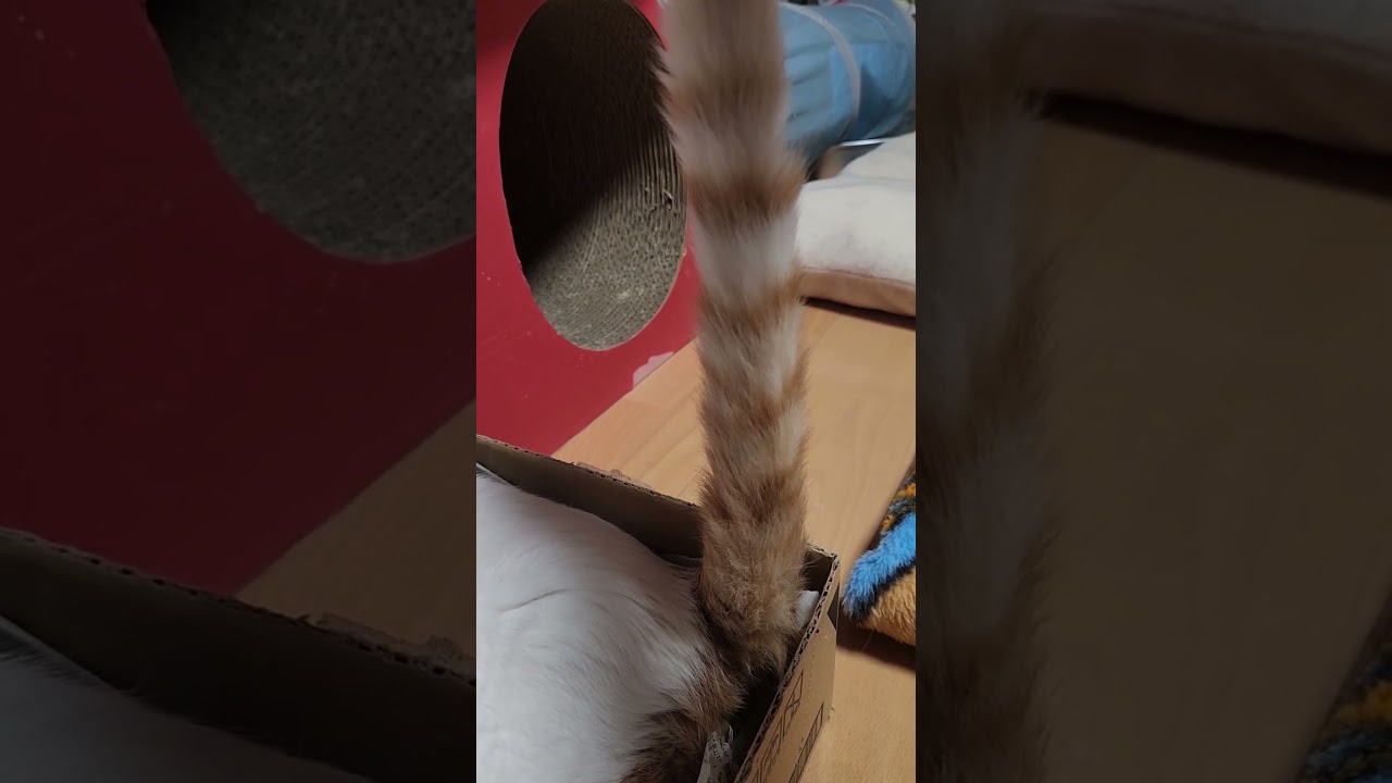 電池が切れた泥のように爆睡しても尻尾がピン猫#shorts