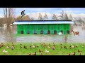 Heavy Rainstorm Flooded my Free-range Farm - Rescuing chickens from flood ( What really happened )