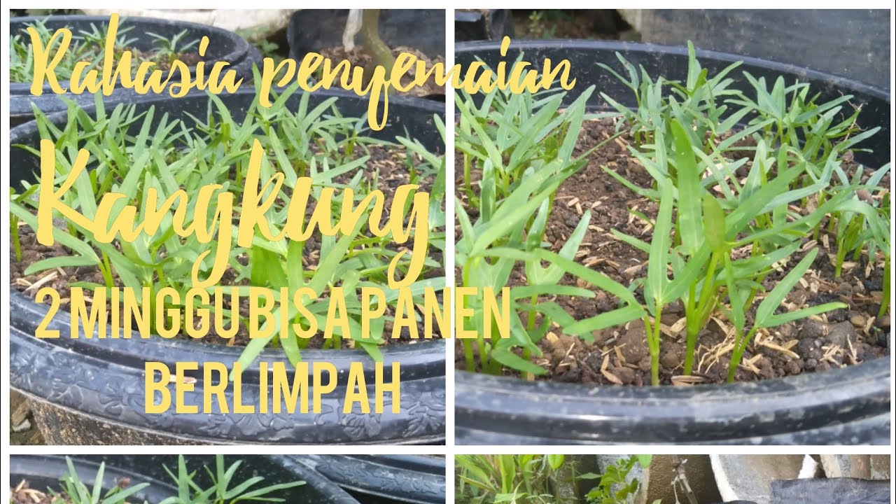 Cara menanam kangkung di polybag | 2 minggu bisa panen 