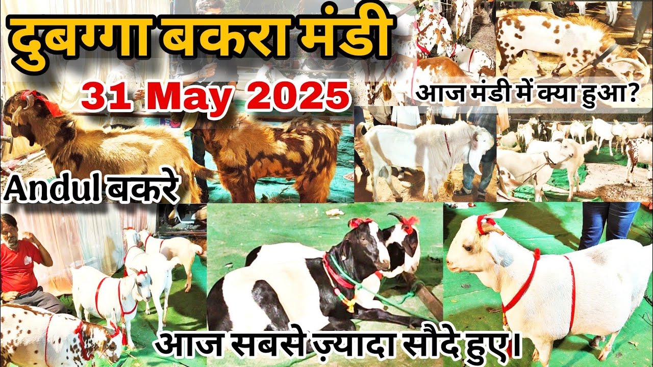 Dubagga Bakra Mandi 31 May 2025 | Full Video | आज बकरा मंडी में Andul बकरे देखिए और सौदे देखिए Night