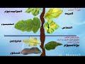 شرح مختصر لنقص العناصر للنبات 
