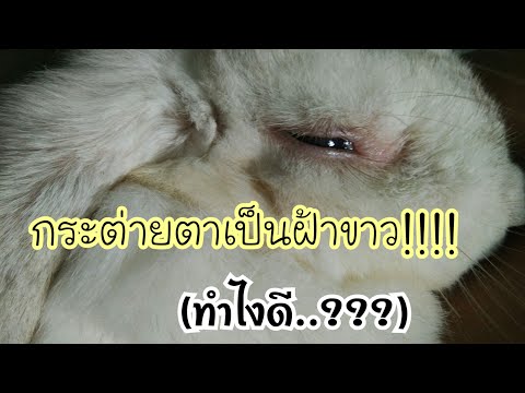 กระต่ายตาอักเสบ เป็นฝ้าขาว ทำไงดี!!!