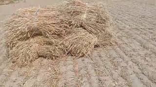 Nvt 2021 मलटकरप थरशर नकल जबरदसत गह 99224-96076 Nvt Multicrop Thresher