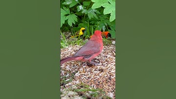 Northern Cardinal | Red Bird