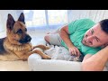 German Shepherd Reaction to Dad with Kitten in Dog Bed