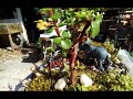 Portulacaria afra