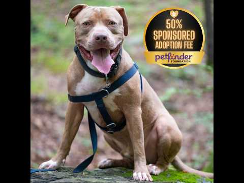 Adopt Rudy: Part Beefcake, Part Professional Snuggler!