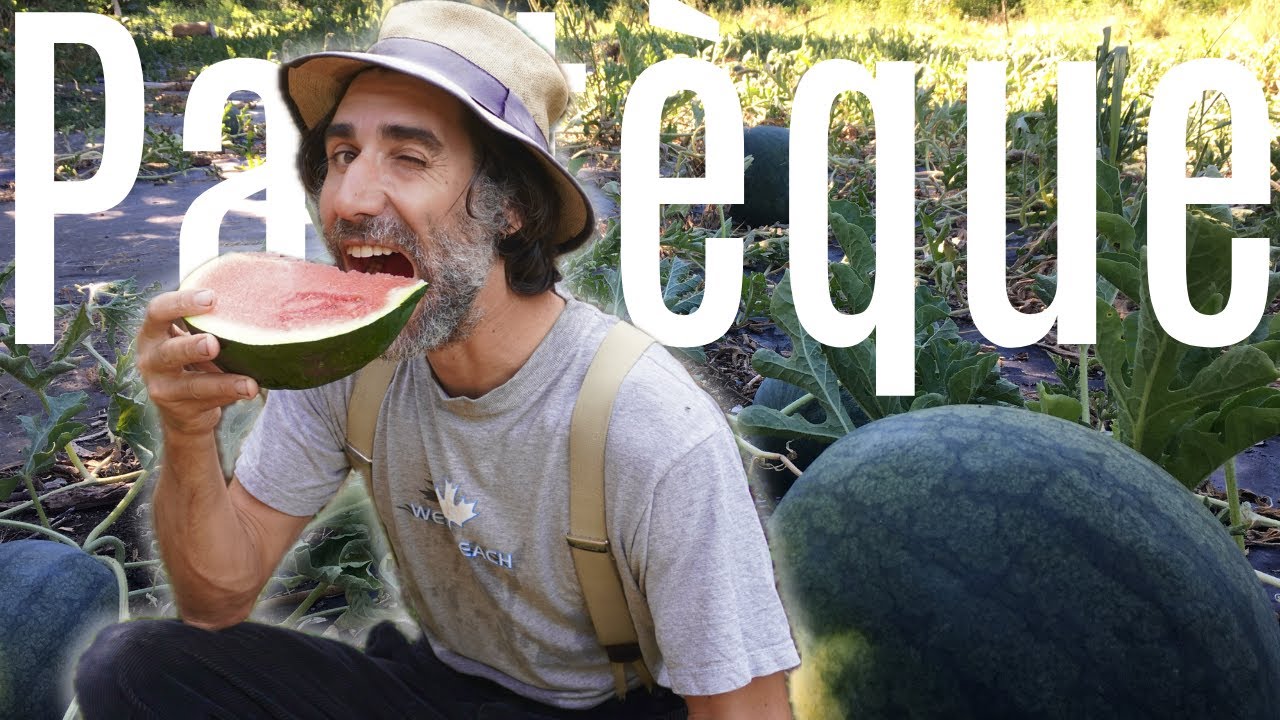 Cultivez vos PASTÈQUES et MELONS !