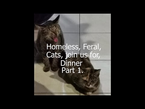 วีดีโอ: Fur Flies ขณะที่สหรัฐฯ จับมือกับ Feral Cats