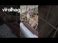 Cat Climbs Around Skewers To Lay In Plants || ViralHog