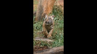 Barongs First Birthday @SanDiegoZoo