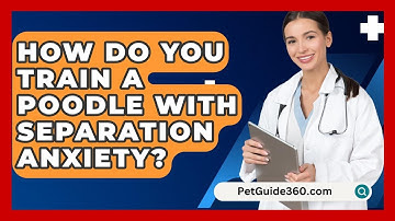 How Do You Train A Poodle With Separation Anxiety? - PetGuide360.com