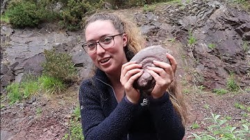 Hunting Devonian Trilobites & Ammonoids! Fossil Friday