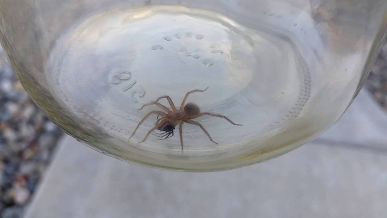 Brown Recluse Vs Black Widow Youtube