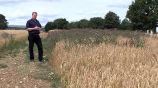 Rothamsted Research  The Broadbalk experiment