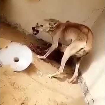 السلعوه الموخىفه