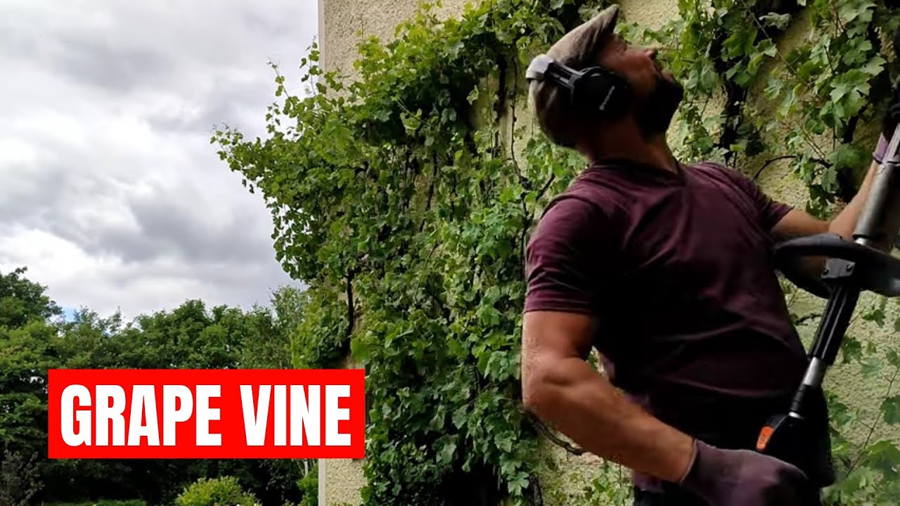 Trimming an OLD Grape Vine & Revisit the MUTATED Plant