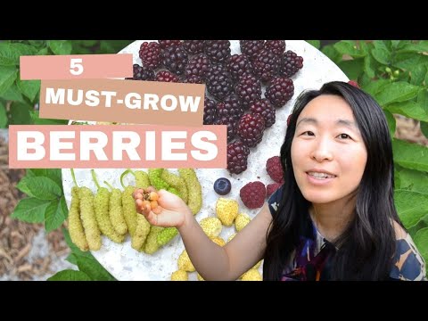 Vídeo: Berries For The South: As Melhores Bagas do Sudeste