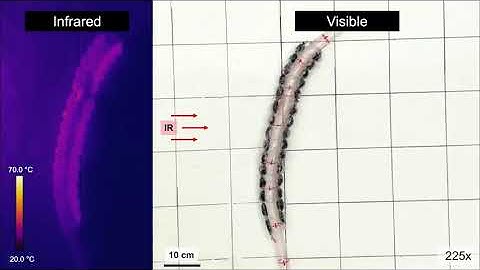 A Light and Heat-Seeking Vine-Inspired Robot