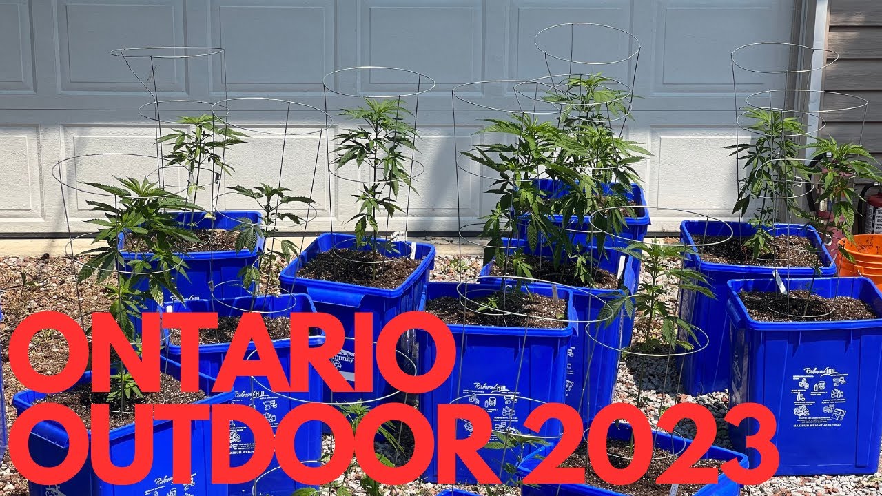 Ontario Outdoor Medicinal Cannabis Grow JUNE 7 2023
