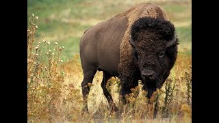 The Hunter: Call of the Wild, Bison hunt w/The Traveling Viking!!!