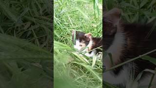 Маленькое чудо )))#cat #cats #kitten #котенок #catlover #кот #котенок