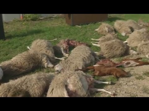 Video: Haben irische Wolfshunde Wölfe getötet?
