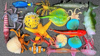 SEA ANIMAL SHARK,AMMONITE,STARFISH,JELLY FISH,LARGEMOT,DUGONG,MANTARAY,LOBSTER 209