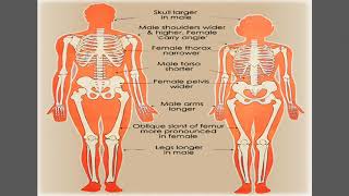 Chapter 7. Differences between female and male skeletons