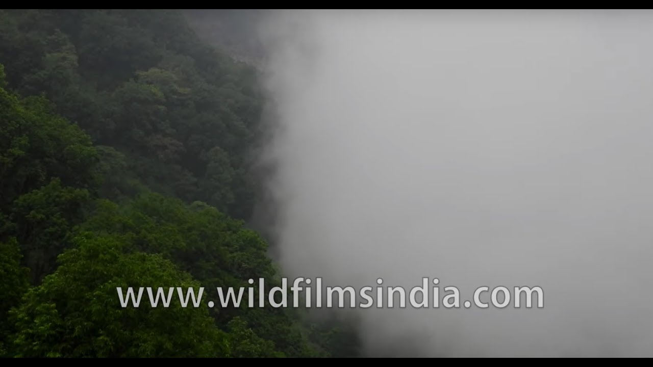 skyblivion Misty mountains: Fog engulfs the dense alpine forest of Nepal