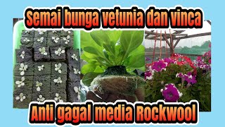 Cara semai bunga Vinca & Petunia anti gagal
