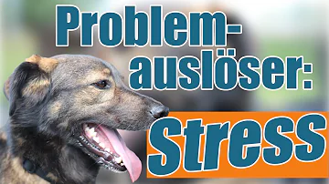 Was löst bei Hunden Stress aus?