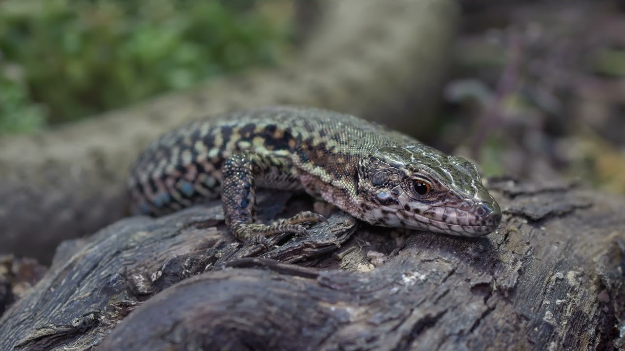 schlingnatter auf der jagd 2