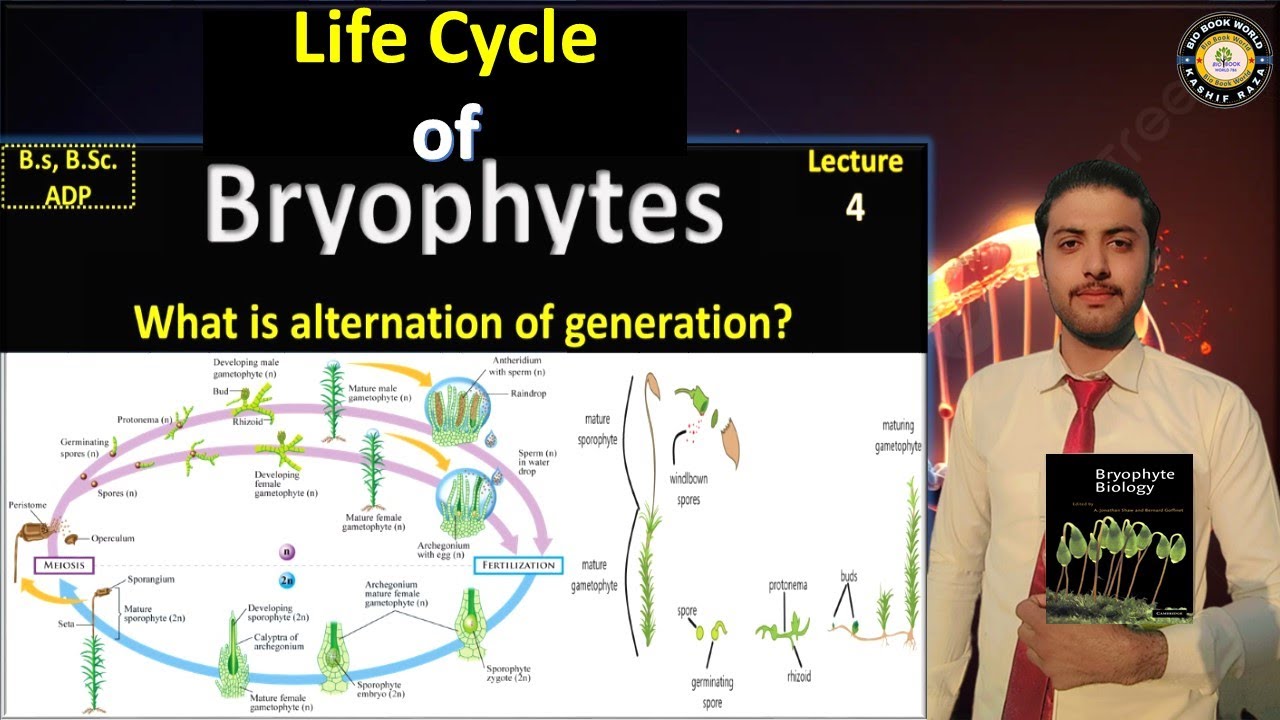Life Cycle of Bryophytes | Alternation of Generations | Hindi
