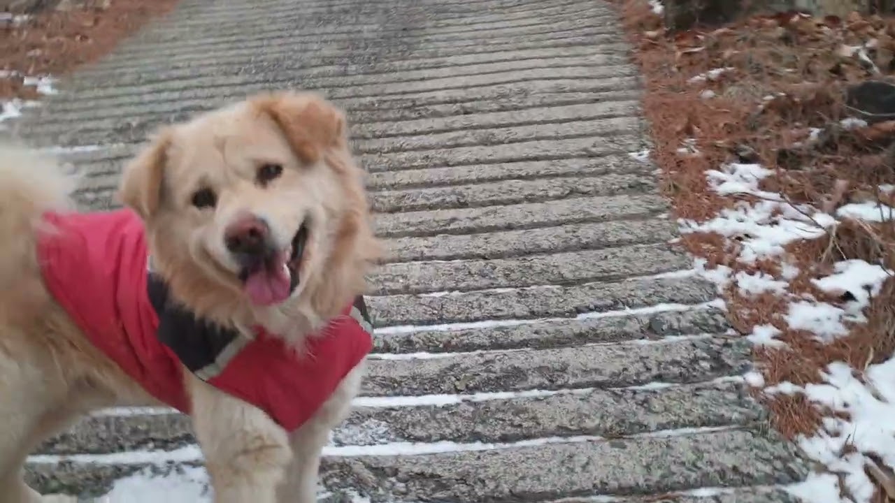 2026.01.13 산골오지 홀로서기 ~ 땔감 정리 마치고 행복이와 짧게 산책