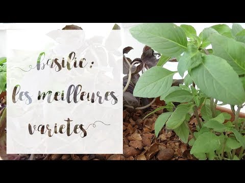 Vidéo: Une liste de types de basilic - Essayez différentes variétés de basilic