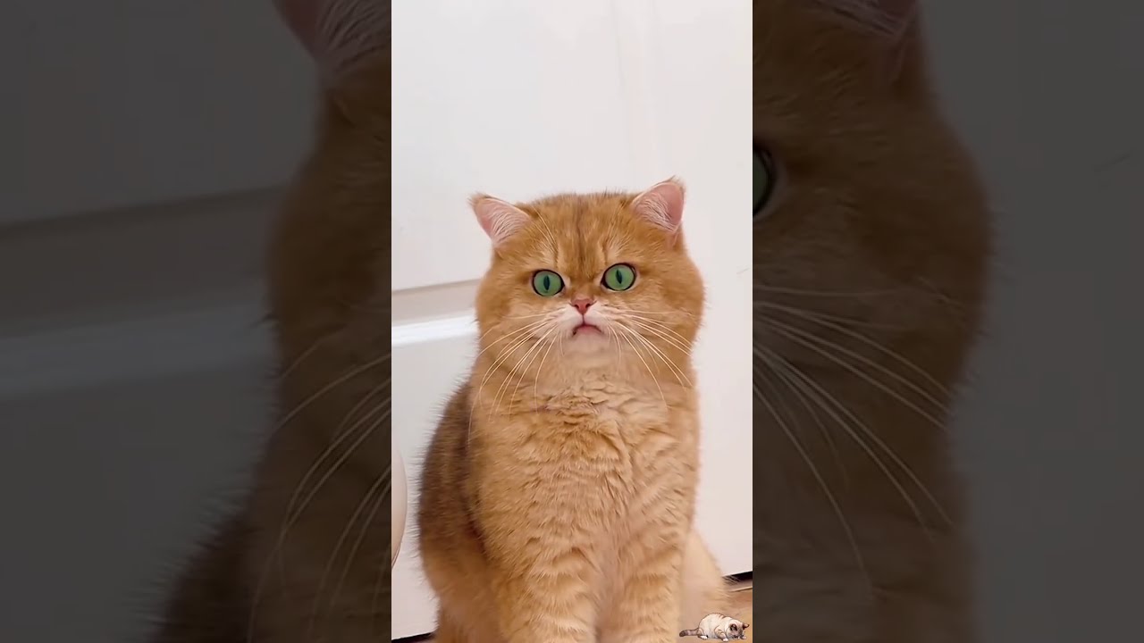 Daily FUNNY & CUTE Internet Cats n°22