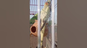 cute parrot 🦜 #duet #عبدالرحمن_مسعد #تلاوة #قران_كريم #foryou #birds #talkingparot #cutebird #parrot