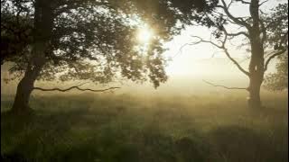 Mentahan background Video alam mentahan no copyright